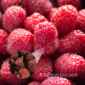 Arbre séché rouge suife Rubus Idaeus framboise